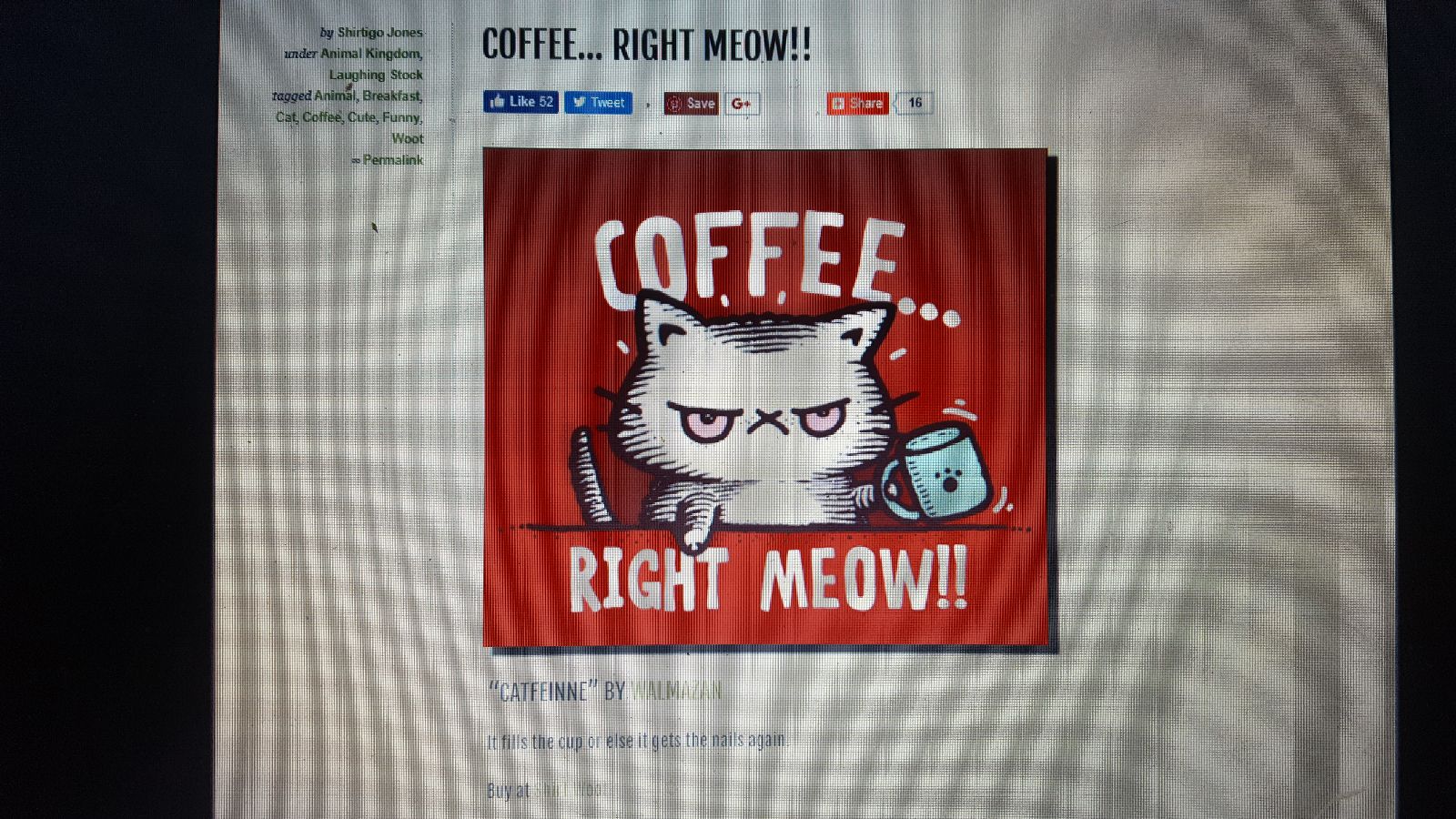 coffee right meow shirtigo tshirt woot