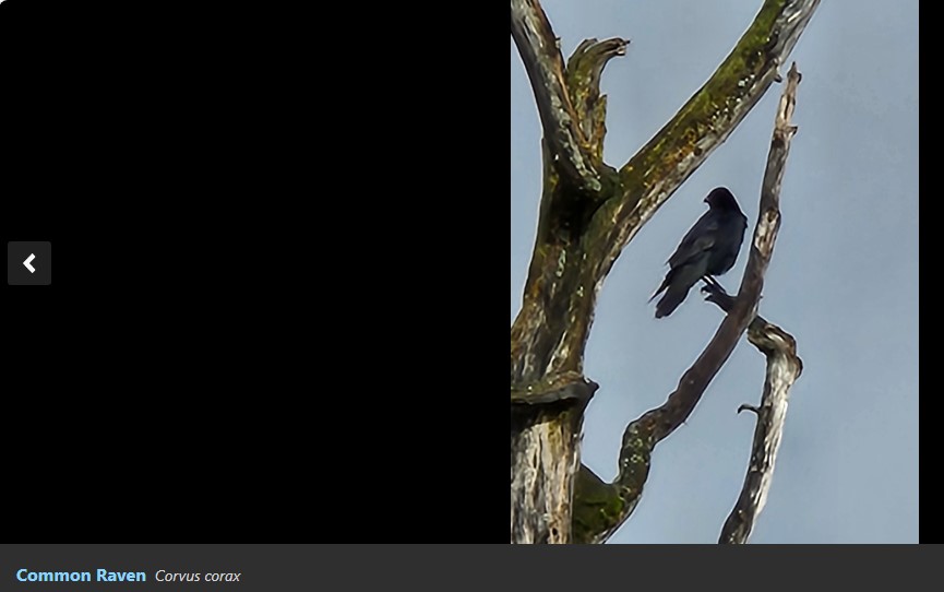 ebird common raven