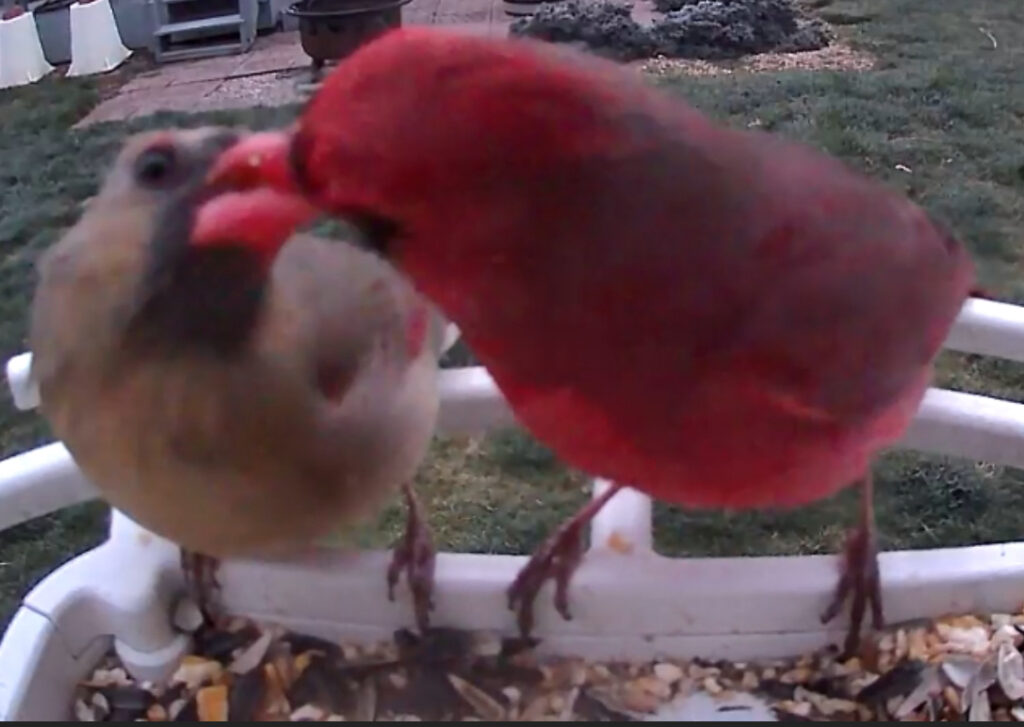 male and female northern cardinal sharing a seed at the backyard feeder 3