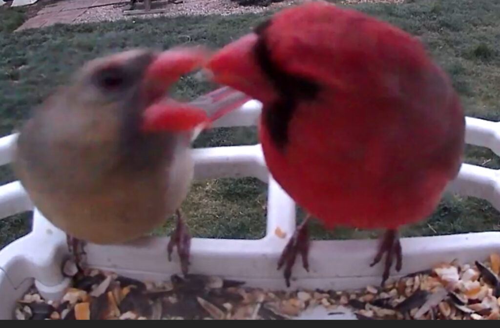 male and female northern cardinal sharing a seed at the backyard feeder 1