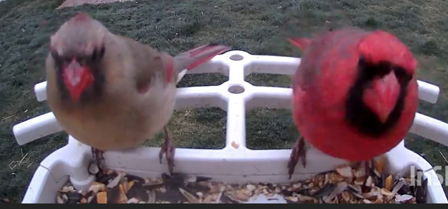 male and female northern cardinal sitting next to each other at the backyard feeder