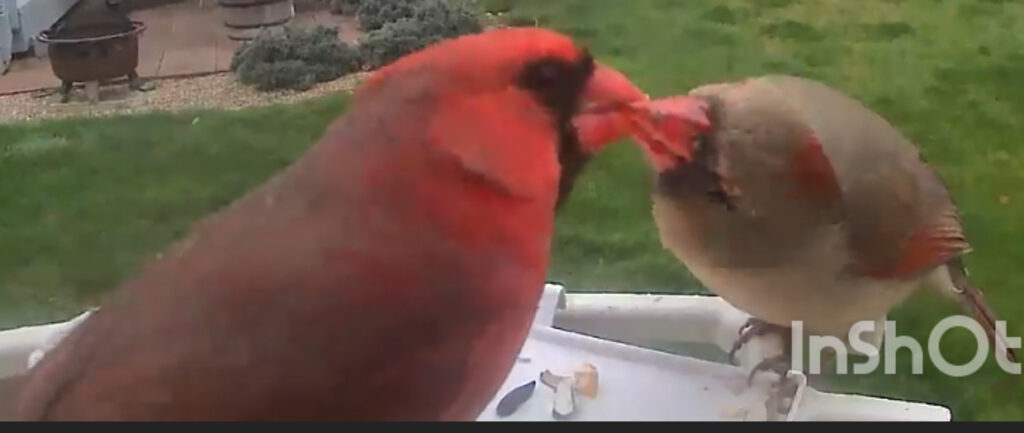 male and female northern cardinal sharing a seed at the backyard feeder